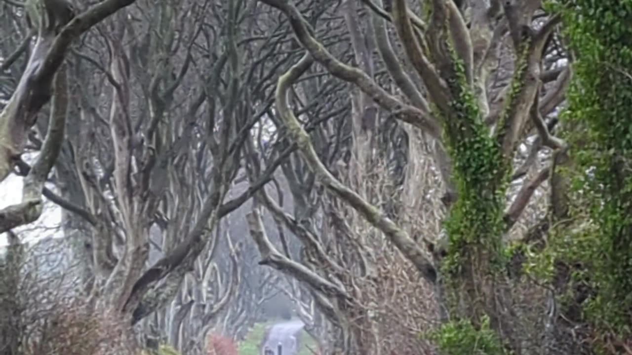 The Dark hedges, Game of thrones