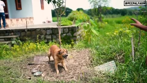 One preventable mistake overnight turned this dog aggressive