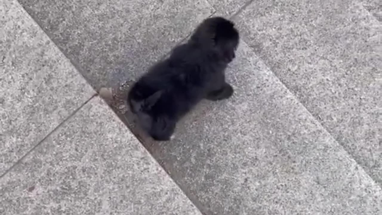 Puppy's Hilarious Staircase Adventure