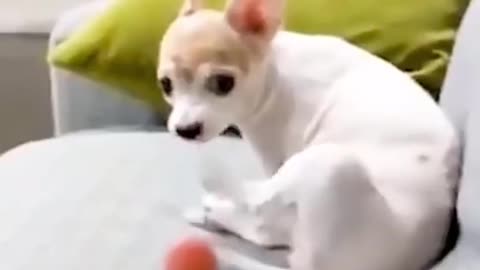 Dog’s Reaction In The Face Of The Middle Finger 😂 So Funny!!!