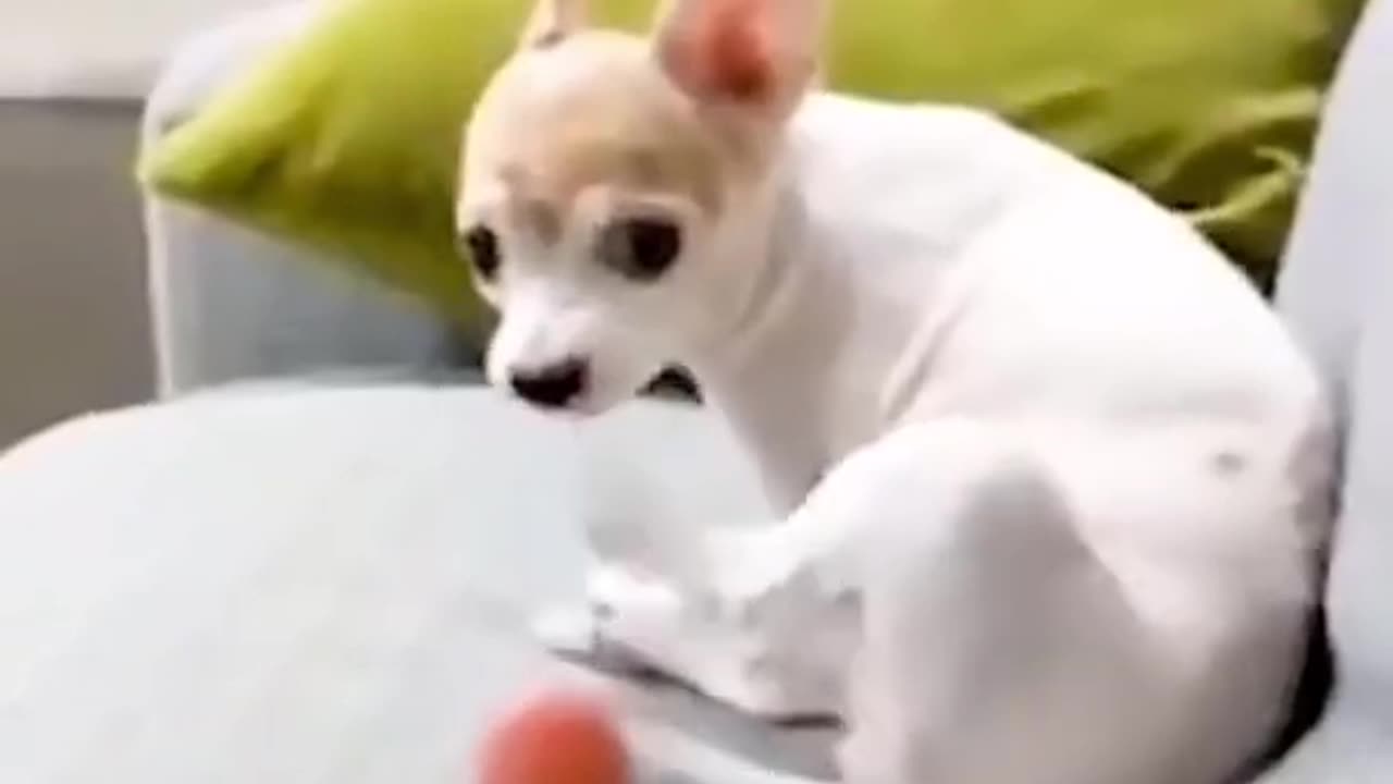 Dog’s Reaction In The Face Of The Middle Finger 😂 So Funny!!!