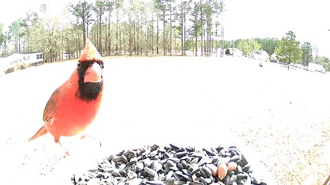 30 seconds of a Cardinal eating