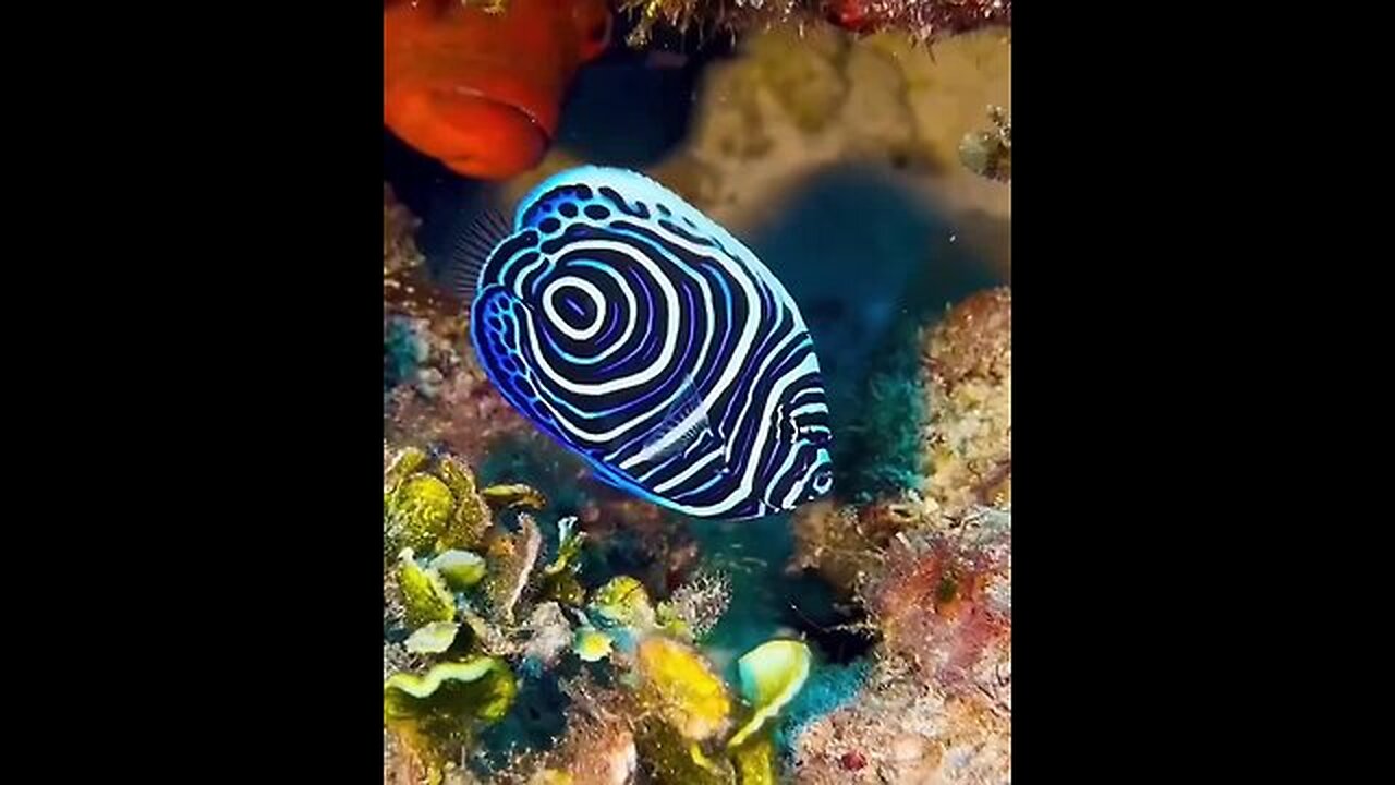 Emperor Angelfish