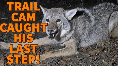 I CAUGHT THE MOST SLY COYOTE OF ALL TIME!