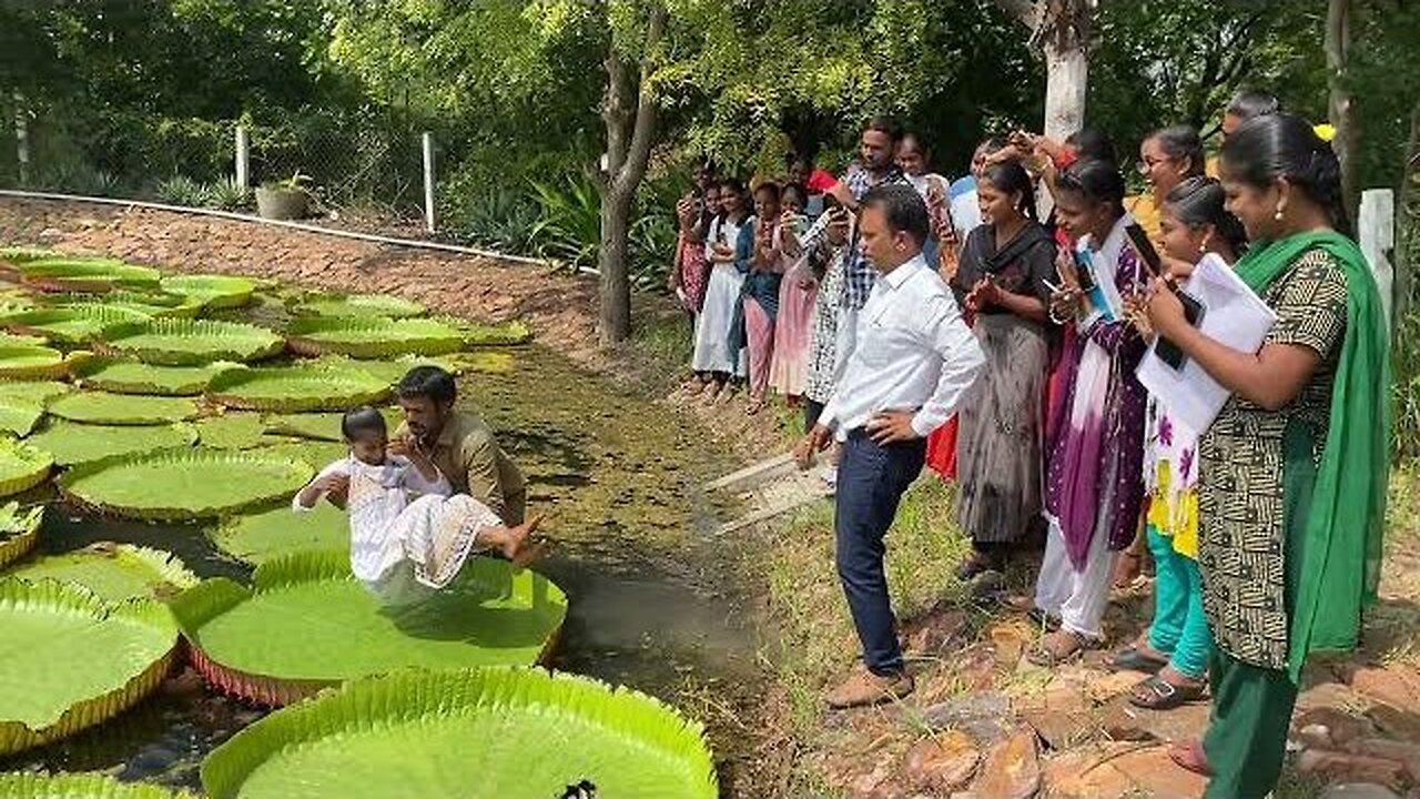 The Majestic Wonders of Victoria Lily: A Glimpse of Nature's Splendor at LBG YVU Kadapa