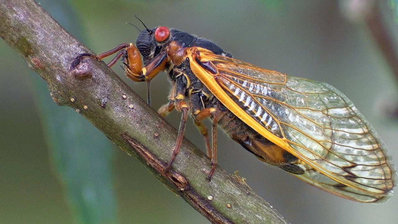 Periodical Cicadas Overrun the Forest