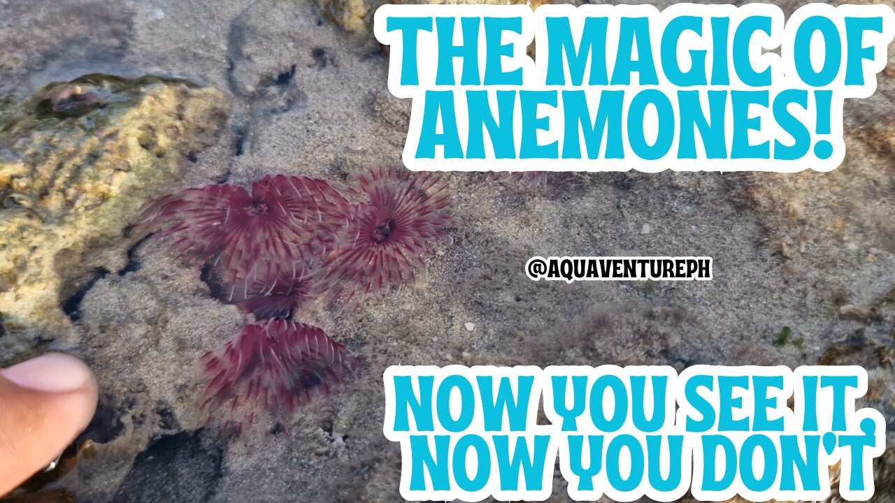 The Magic of Anemones! Now You See It, Now You Donโt๐โจ๐