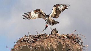 Osprey Family Moment: A Windy Day of Nurturing