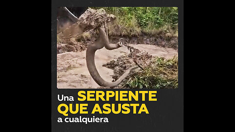 Descubren una anaconda gigante en trabajos de excavación