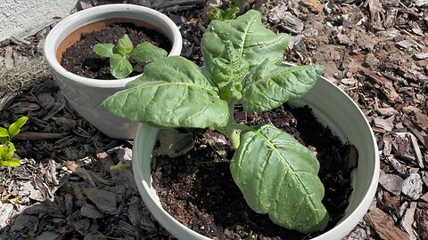 Growing Tobacco: The Whole Process