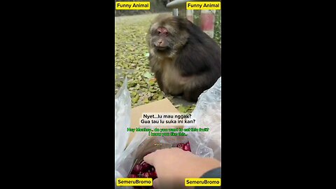 Funny Animal- Monkey with diet failed #funnyanimal #funnyshorts #funnyvideo