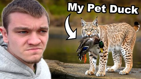 Hunting Down the Bobcat that Killed My Pet Duck