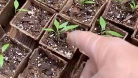 Hardening off seedlings?