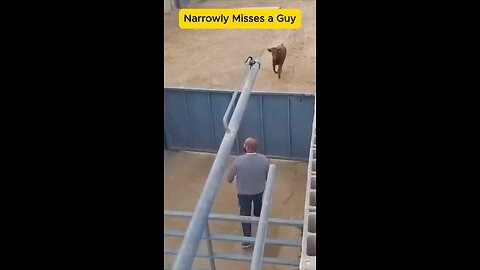 Calf Leaps Over Gate, Barely Avoids Man #cowcalf #short