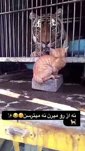 Real tigers are cats not tigers