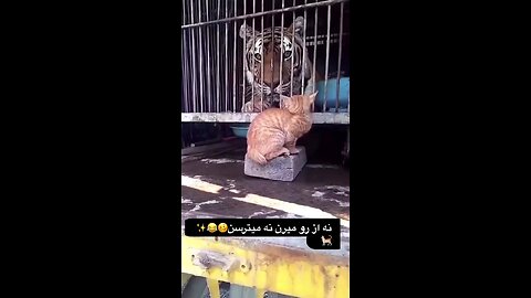 Real tigers are cats not tigers