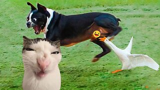 Best Funniest Animals Videos 2024 🤣 - Funny Dogs And Cats Videos🐱🐶 part:- 766