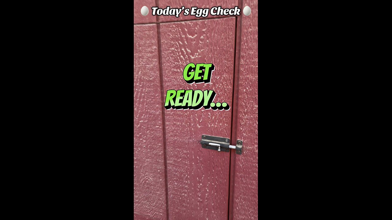 🥚 Today’s Egg Check! 🥚