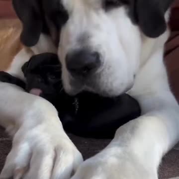 Love big brother but he slobbering on me 🤣