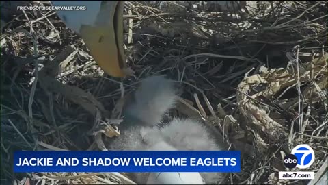 Big Bear bald eagles Jackie and Shadow welcome 2 eaglets