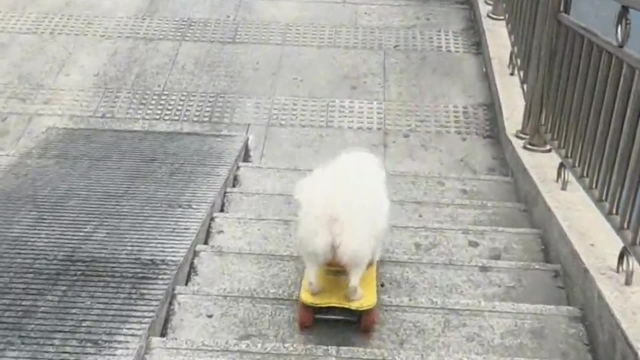 A dog that can skateboard