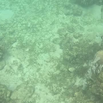 Snorkeling Through Serenity