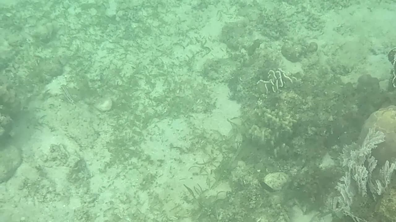 Snorkeling Through Serenity