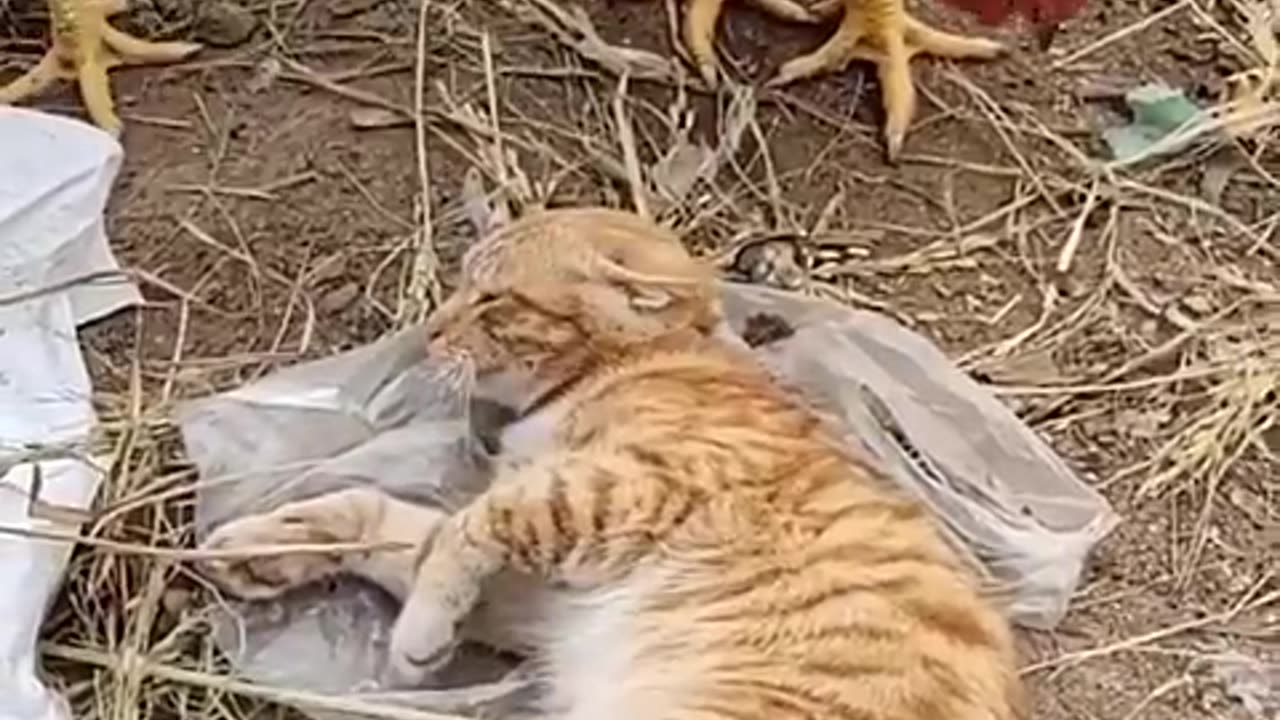 Funny animals
