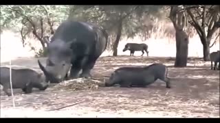 Dangerous Rhino