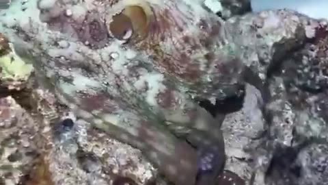 Camouflage Monster