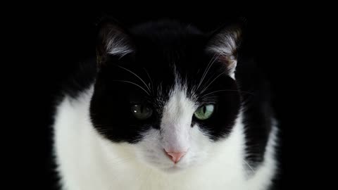 Cat🐈