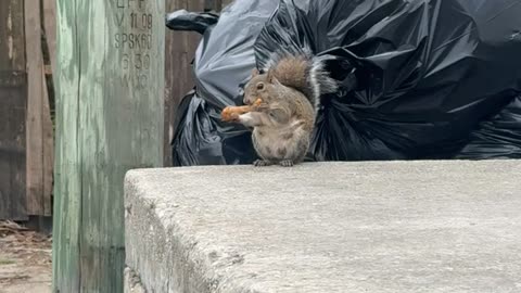 Squirrel Eats Chicken Drumstick