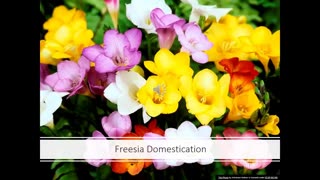 Alt-Tech S2 34 Freesia History