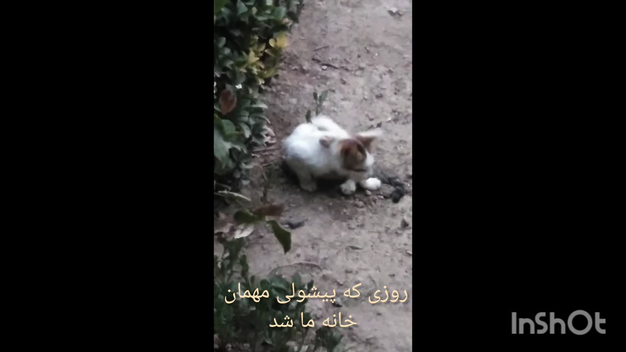 زمانیکه که پیشولی مهمان خانه ما شد😺😺