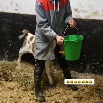 😂😹 Funny animal videos 😹😂 I sincerely hope you enjoy it😂