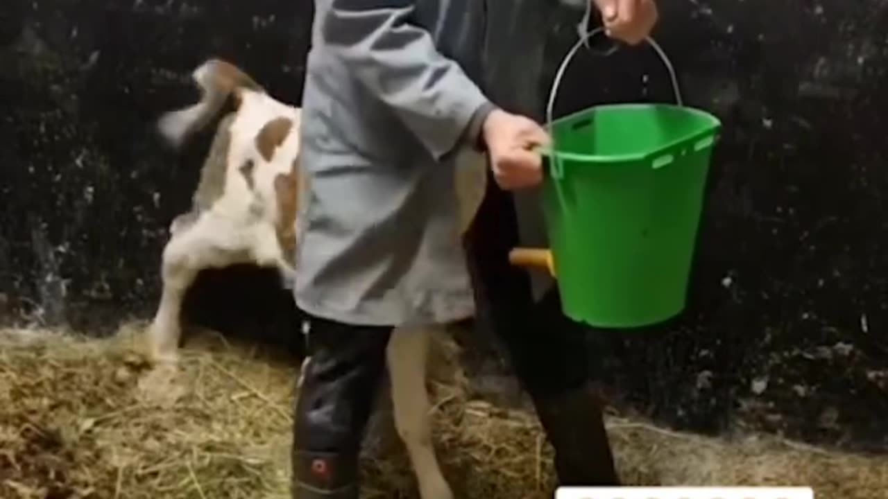 ππΉ Funny animal videos πΉπ I sincerely hope you enjoy itπ