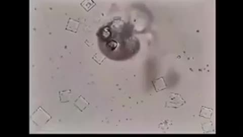 Nicotine destroying Nanotec under microscope is curiously fascinating