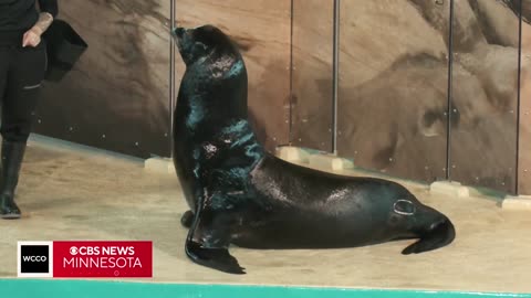 Minnesota Zoo introduces five new sea lions