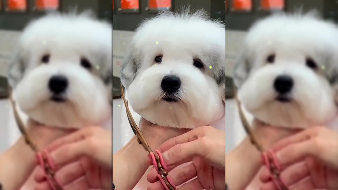 The Ultimate Puppy Makeover: From Fluffy to Fabulous!