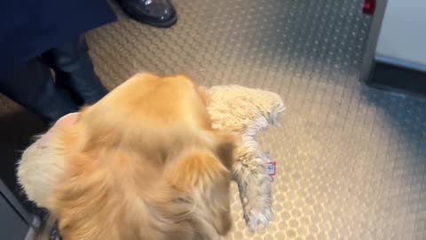 Bark Attendant Boards Plane With Toy In Tow