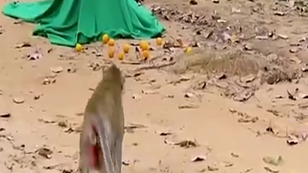 Funny video