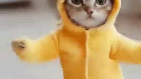 Funny cat dance video