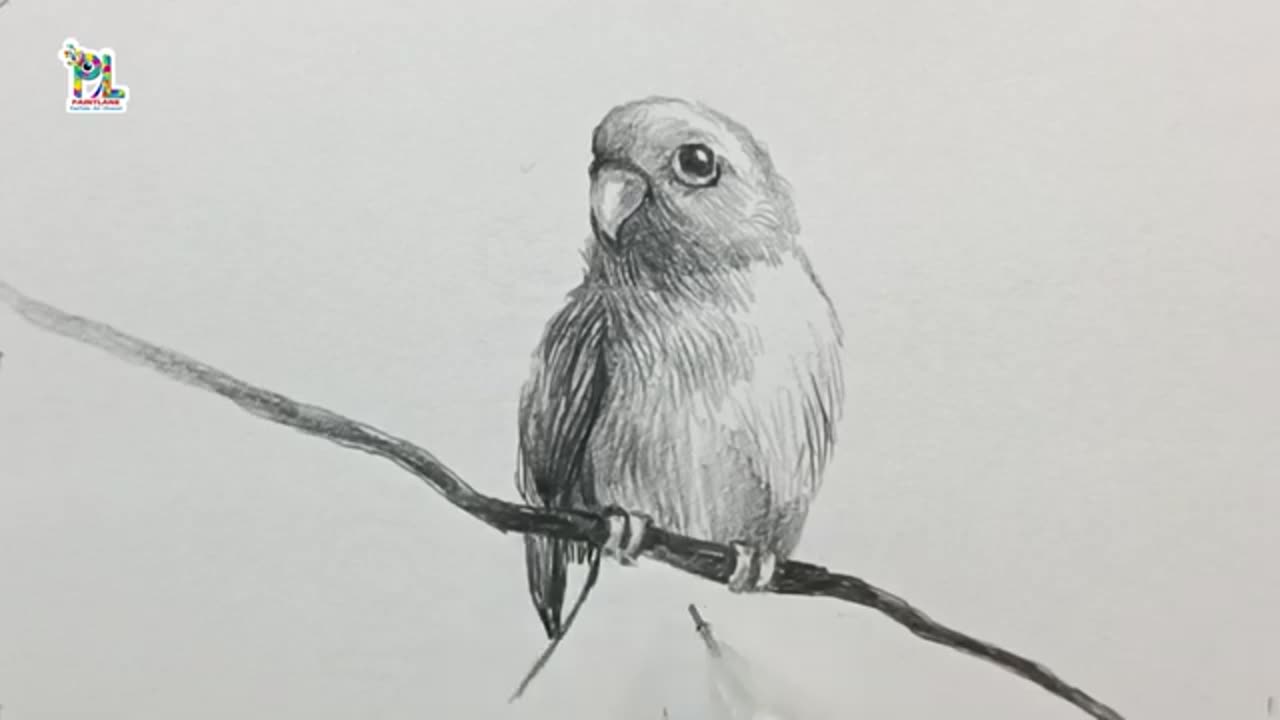 Drawing Small Parrot with Easy Pencil Sketch and Shading