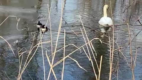 Hooded Merganser and swans