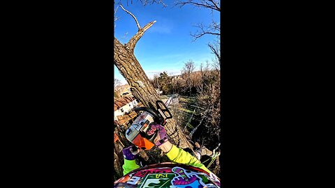 Chunking Down a Cottonwood Over a Creek