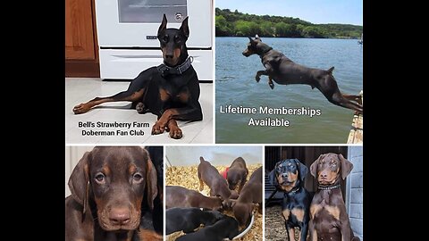 Bell's Strawberry Farm Doberman Fan Club