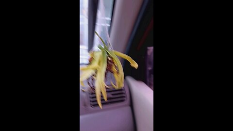 ylang-ylang flower,car perfume