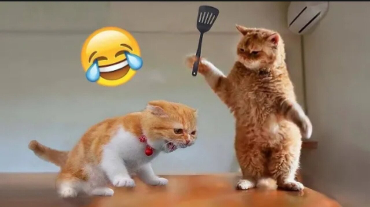 Funny Cats and Dogs Doing Crazy Things
