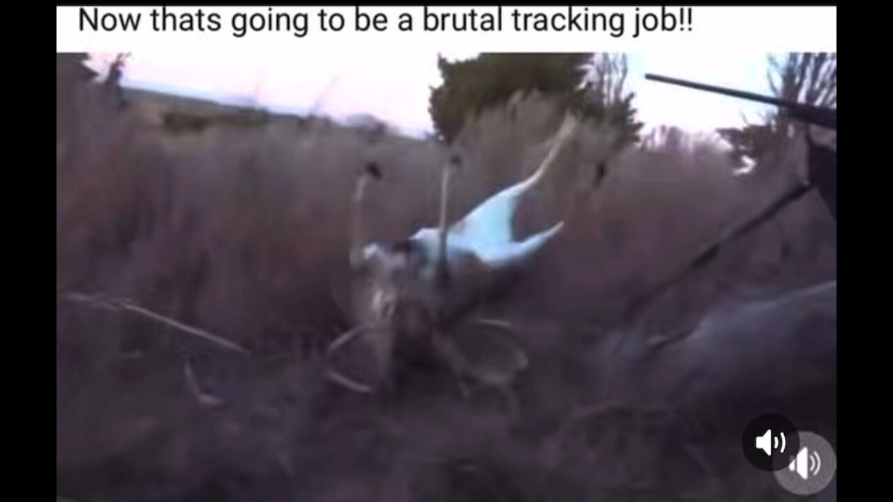 The best takedown of a deer -you can’t make this stuff up