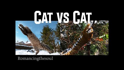 Domestic Cat vs. Wild Cat - EPIC Comparison Edits! Are they any different?